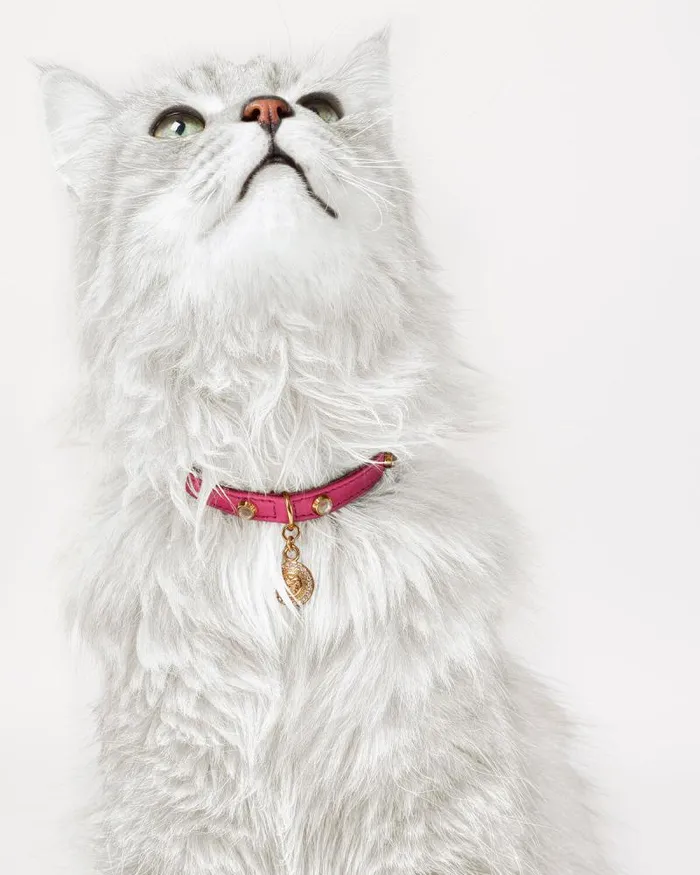 Crystal Icon Pet Collar Pink Home and Lifestyle Versace Pet Accessories