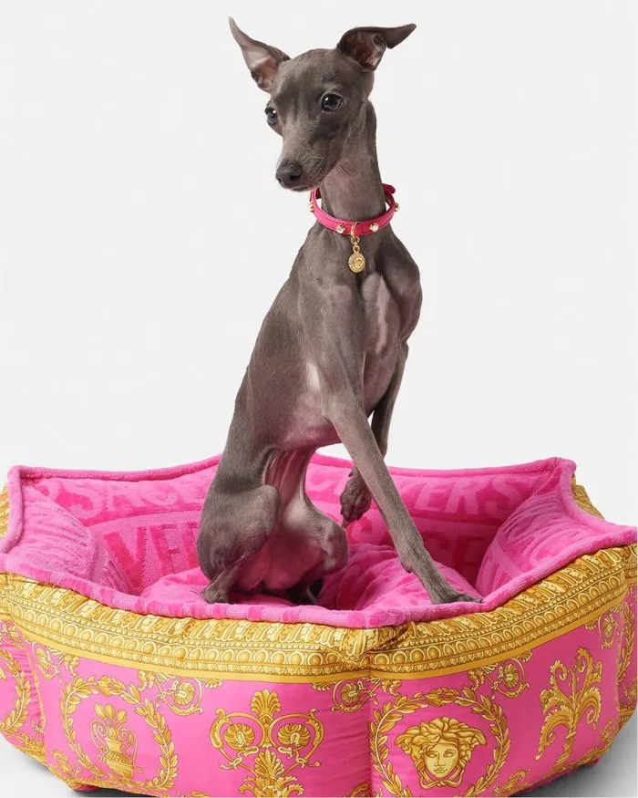Crystal Icon Pet Collar Pink Home and Lifestyle Versace Pet Accessories